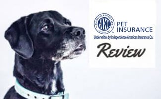 Black lab (caption: AKC Pet Insurance Review)