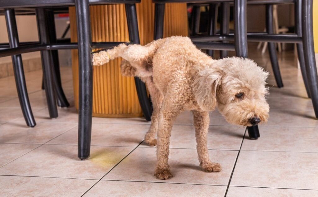 Why Do Dogs Mark Territory? Poodle pet dog pee urinate inside home onto furniture to mark territory.