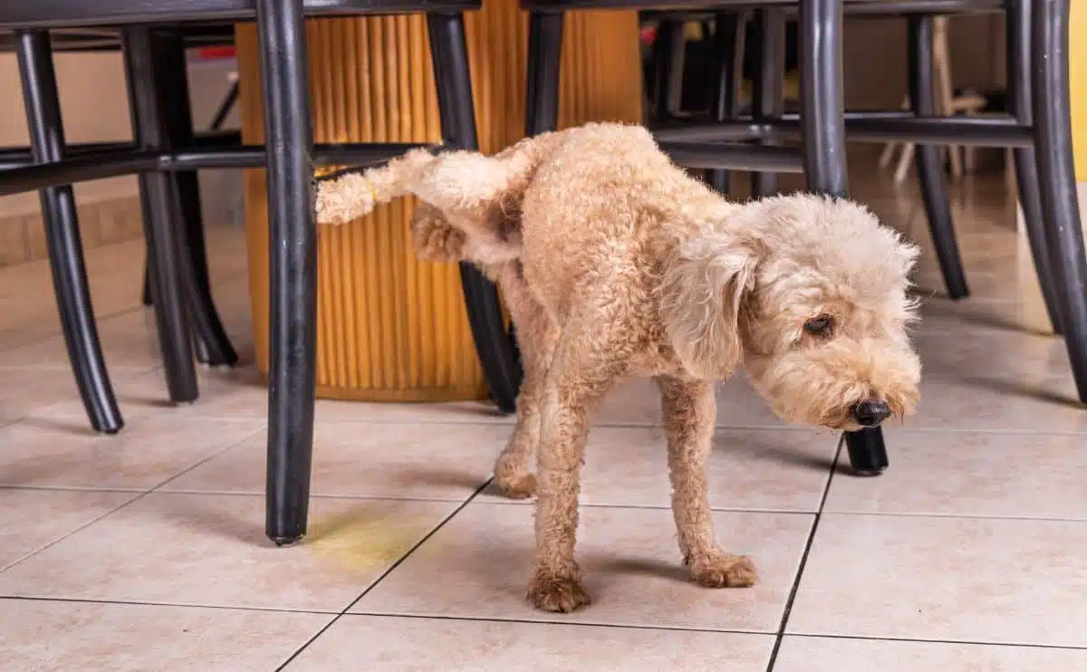 ale poodle pet dog pee urinate inside home onto furniture to mark territory