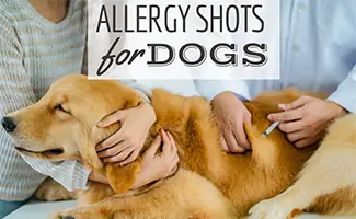 is there a shot to get rid of dog allergies