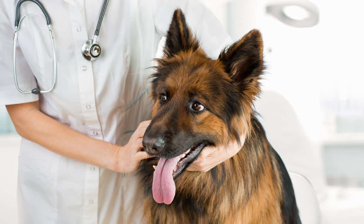 Shepherd dog examination by veterinary doctor in office