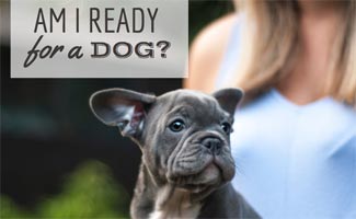 Am I Ready For A Dog How To Be A Responsible Dog Owner Caninejournal Com