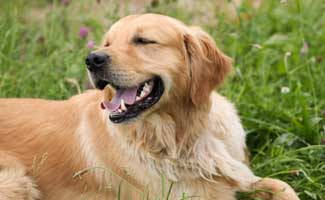 Golden Retriever américain dans l'herbe