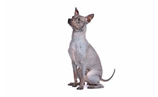 American Hairless Terrier