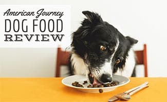 Border Collie Sitting at Table and Licking Dog Food from Plate. (Caption: American Journey Dog Food Review)