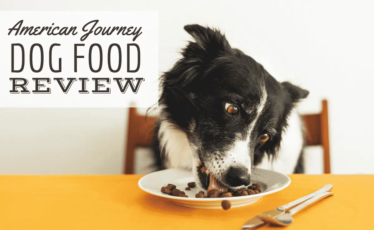 Border Collie Sitting at Table and Licking Dog Food from Plate. (Caption: American Journey Dog Food Review)
