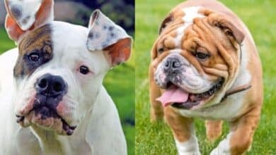 American and English Bulldog side by side.