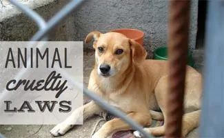 Dog laying down in cage looking at the camera (Caption: Animal Cruelty Laws)