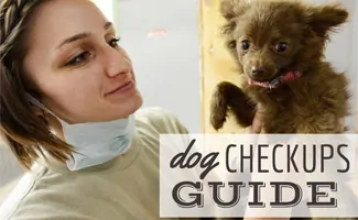 do dogs need check ups