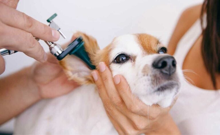 How To Treat A Dog Ear Infection Without A Vet - Canine Journal