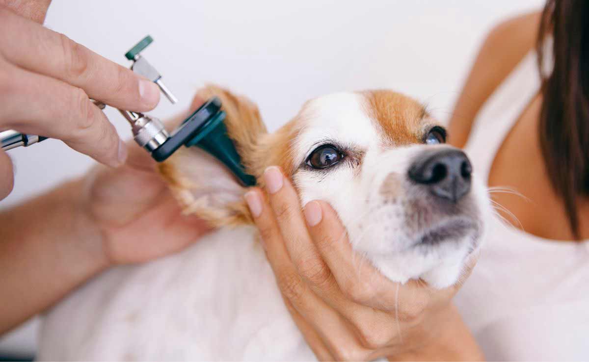 Dog with ear infection in the clinic being examined.