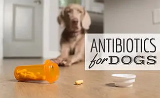 Dog sitting on floor next to jar of pills (Caption: Antibiotics For Dogs)