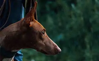 Anubis Pharaoh Hound
