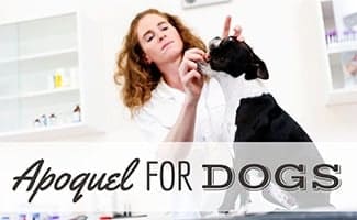 Female vet giving pill to dog (caption: Apoquel For Dogs)