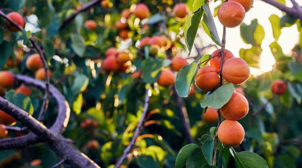 Apricots growing on a tree.