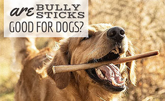 Dog with bully stick in mouth (caption: Are Bully Sticks Good For Dogs?)