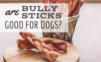 Are Bully Sticks Good For Dogs The Tough Truth Caninejournal Com