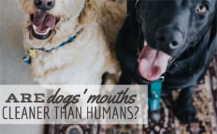 are dogs mouths cleaner than humans bite statistics how likely are you to get bit caninejournal are dogs mouths cleaner than humans bite statistics how likely are you to get bit caninejournal