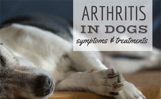 Dog laying down (caption: Arthritis In Dogs)