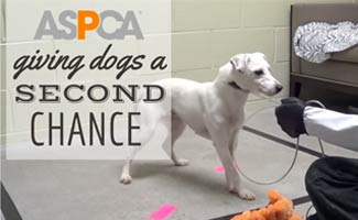 ASPCA Giving Dogs a Second Chance Rescue Dog (Caption: ASPCA Giving Dogs a Second Chance)