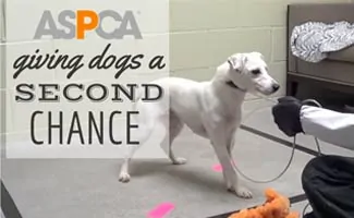 Rescue Dog (Caption: ASPCA Giving Dogs a Second Chance)