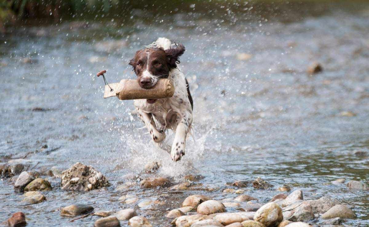 Collie dog running through water with toy in mouth