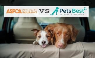 Two happy dogs in the car peep out back seat (Caption: ASPCA Pet Insurance vs Pets Best)