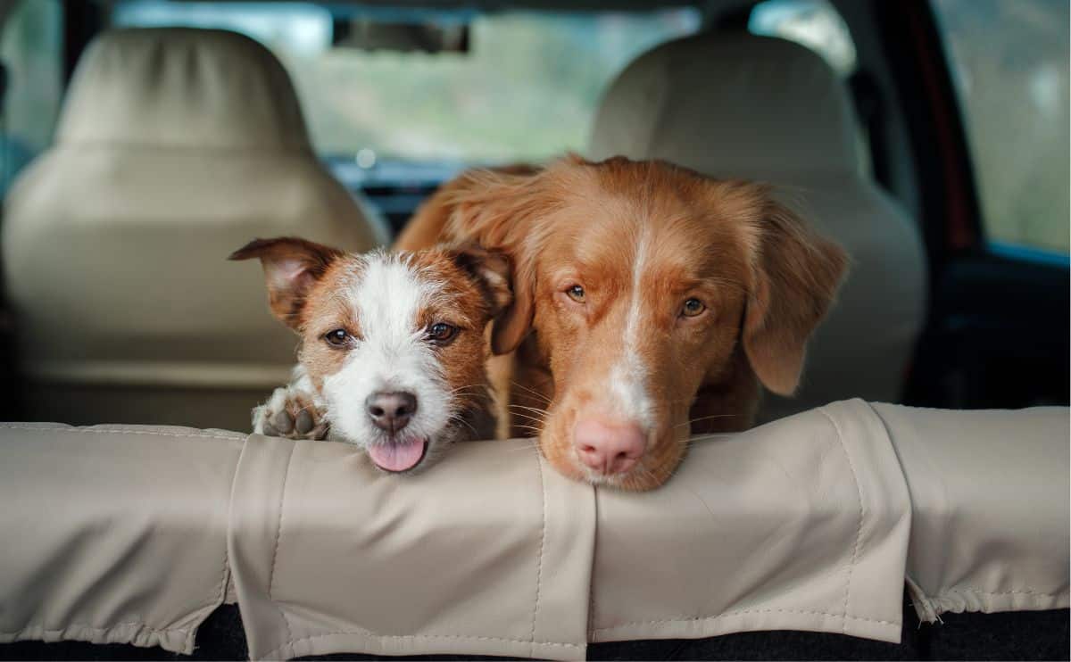 Two dogs in the backseat of a car looking out the back with faces on the seat