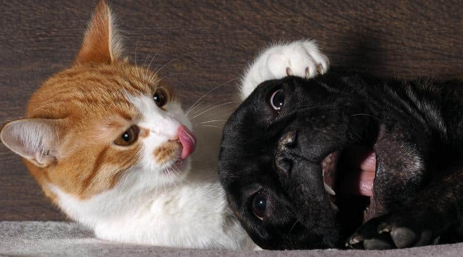 at scratch dog claws, pink tongue and dog is scared