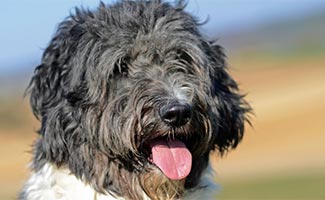 Aussiedoodle smiling outside