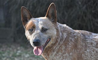 Australian Cattle Dog