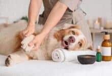 Australian Shepherd at the vet getting treated on table.