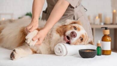 Australian Shepherd at the vet getting treated on table.