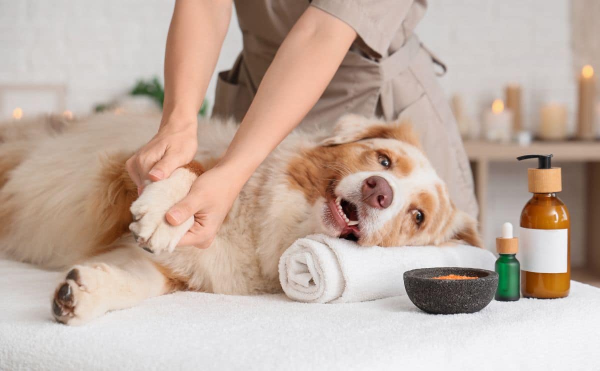 Australian Shepherd at the vet getting treated on table.