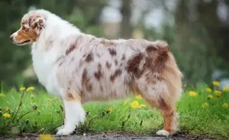 Australian Shepherd with naturally docked tail in field of flowers