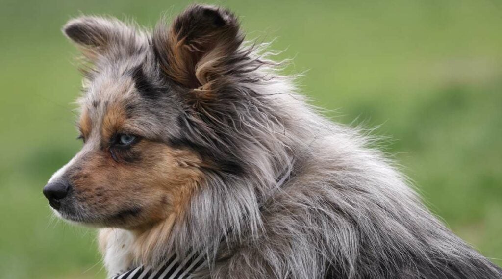 miniature australian shepherd pomeranian mix