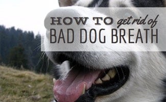 dog breath bad odor