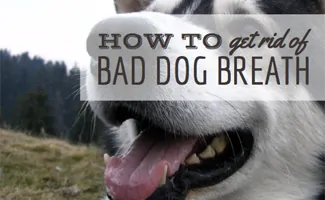 can apple cider vinegar helpn with bad breath in dogs