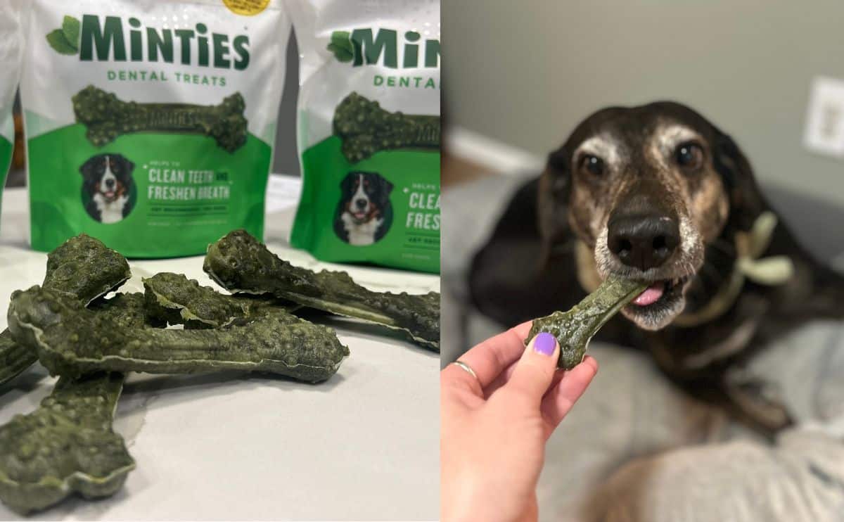 A bag of Minties dental sticks with dog chewing on one next to it.