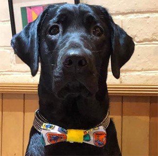 Baggy the black lab in bowtie