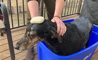 Black dog bathing in blue tub outdoor with bar of soap on head
