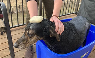 Black dog bathing in blue tub outdoor with bar of soap on head