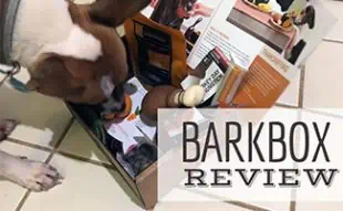 Dog Digging Through BarkBox (Caption: BarkBox Review)