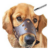 Best Dog Muzzle For Barking, Biting, Grooming & Walking - Canine Journal