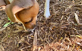 Dog Barley looking at bee on the ground