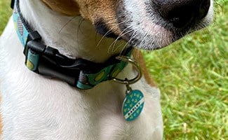 Barley Dog ID Tag from Shutterfly