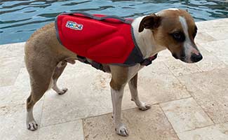 Barley in life jacket at pool