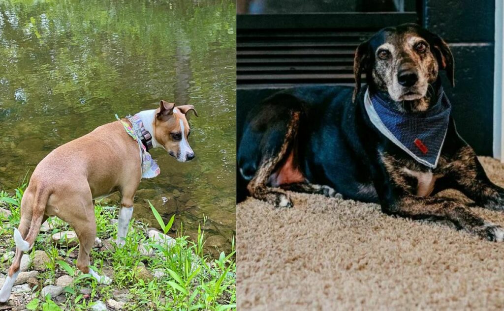 Barley the dog and Sally the dog side by side.