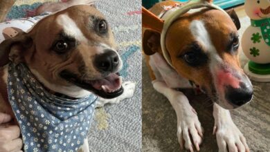 Barley with and without red nose.