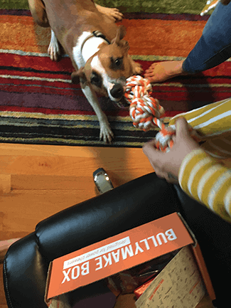 dog subscription box for chewers